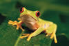 My frog Bob