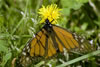 Yellow Monarch